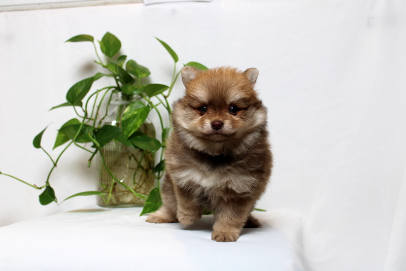 puppy, for, sale, Pomeranian, Matthew B. Stoltzfus, dog, breeder, Gap, PA, dog-breeder, puppy-for-sale, forsale, nearby, find, puppyfind, locator, puppylocator, aca